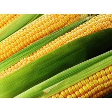 Семена кукурузы ДКС 3441