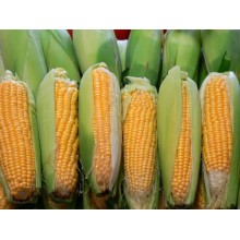 Семена кукурузы НС 101 Н