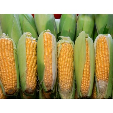 Семена кукурузы НС 101 Н