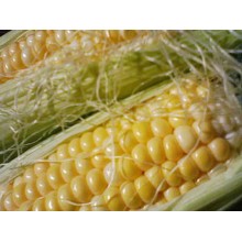 Семена кукурузы НС 2012