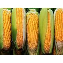 Семена кукурузы НС 2612