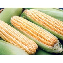 Семена кукурузы НС 3033