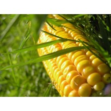 Семена кукурузы НС 400