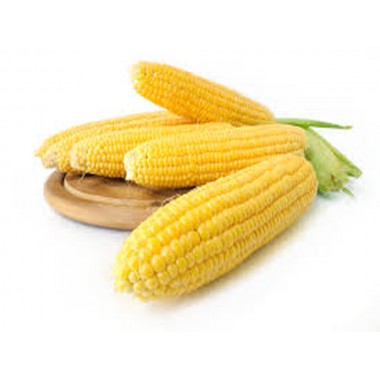 Семена кукурузы P9241