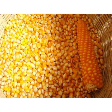Семена кукурузы P9718Е
