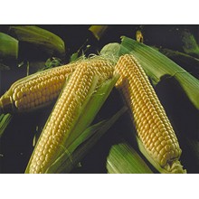Семена кукурузы PR38A75