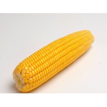 Семена кукурузы PR38N86