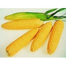 Семена кукурузы PR38Y34