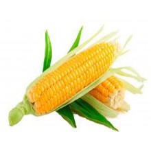 Семена кукурузы PR39B76 (ПР39Б76)