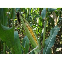 Семена кукурузы PR39T13