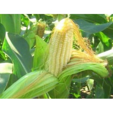 Семена кукурузы P8529