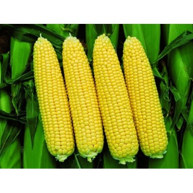Семена кукурузы Пионер П8659 (P8659)