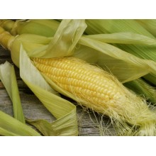 Семена кукурузы Пионер П9000