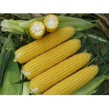 Семена кукурузы Пионер П9074