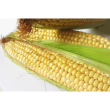 Семена кукурузы Р9911