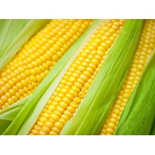 Семена кукурузы Пионер ПР39Г83 (PR39G83)