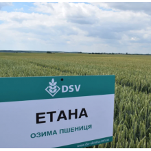 Семена озимой пшеницы "Етана" DVS