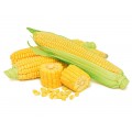Семена кукурузы (273)