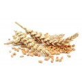 Семена пшеницы (49)