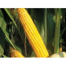 Семена кукурузы ОС 430
