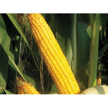 Семена кукурузы ОС 430