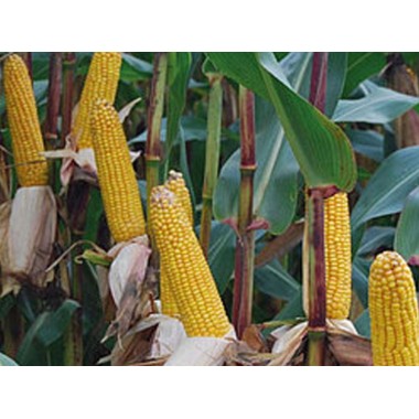 Семена кукурузы ЗУМ 305