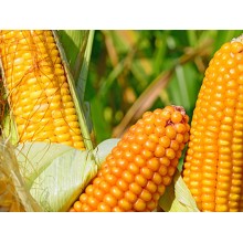 Семена кукурузы НС-2016