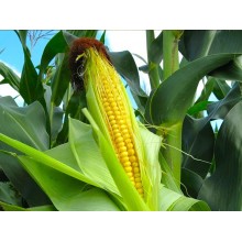 Семена кукурузы НС-2060