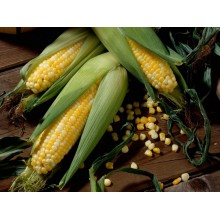 Семена кукурузы НС-2622