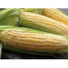 Семена кукурузы НС 2662