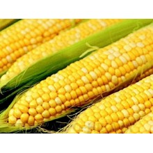 Семена кукурузы СИ Новатоп