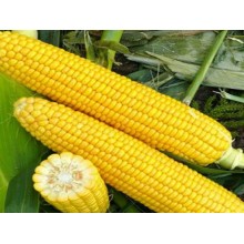 Семена кукурузы СИ Энигма