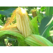Семена кукурузы НС Фалькон