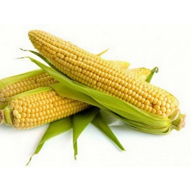 Семена кукурузы НК Канзас