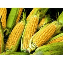Семена кукурузы НК Кобальт