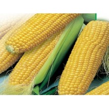Семена кукурузы НК Пако