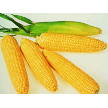Семена кукурузы Топмен