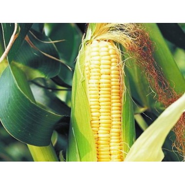 Семена кукурузы СИ Вералия