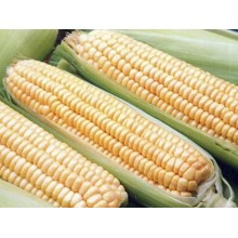 Семена кукурузы НС 300