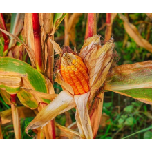 Семена кукурузы Фиеста