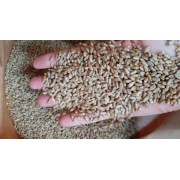 Семена озимой пшеницы "Бакстер (двуручка)" (Канада) трансгенная