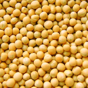 Горох озимий Феро (1-ша репродукція)