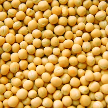 Горох озимий Феро (1-ша репродукція)