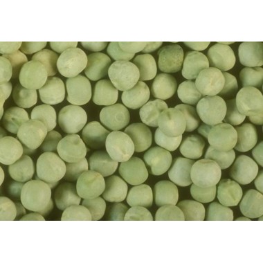 Горох  Зекон (Ярий) Горох  Зекон (Ярий)