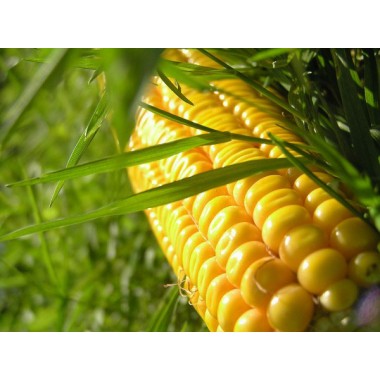 Семена кукурузы Луиджи КС (ФАО 250)