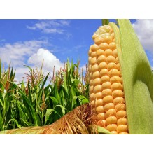 Семена кукурузы Шобби КС (ФАО 210)