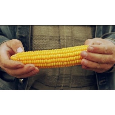 Семена кукурузы Трилоджи КС (ФАО 370)