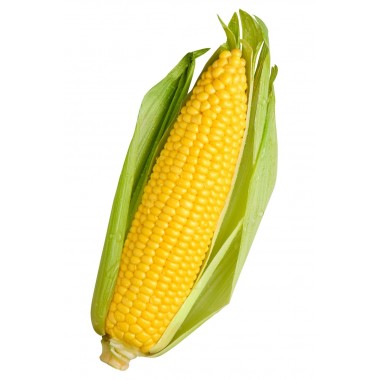 Семена кукурузы Портайл (ФАО 390)