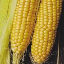 Семена кукурузы Тессали КС (ФАО 310)