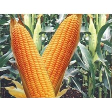Семена кукурузы Кремень